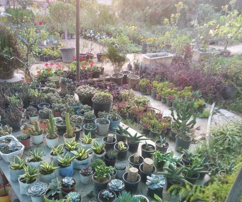 6-Year-Old Profitable Plant Nursery for Sale in Greater Noida, Uttar Pradesh