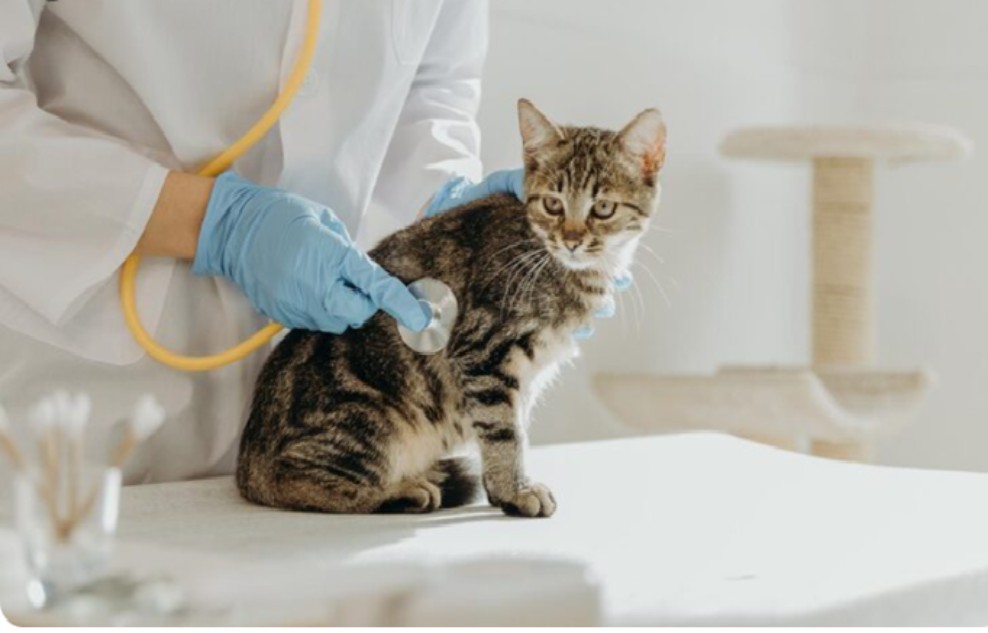 Established Veterinary Clinic for Sale in Sharjah