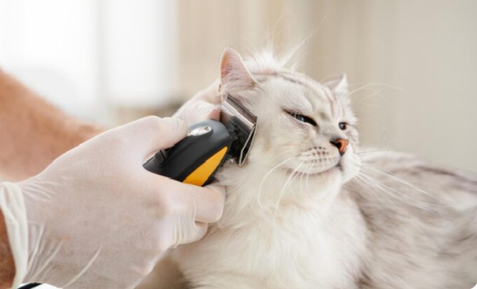 Fully Operational Pet Salon for Sale